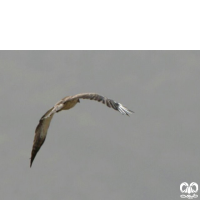 گونه سارگپه پرپا Rough-legged Buzzard